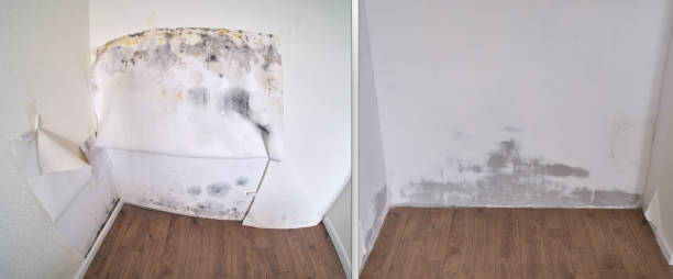 Best Black Mold Removal  in Cordova, NC